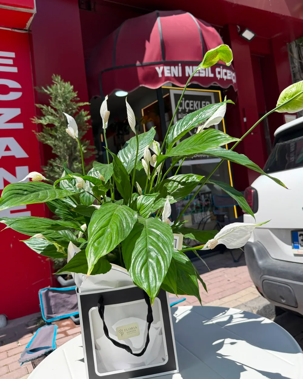 BÜYÜK BARIŞ ÇİÇEĞİ